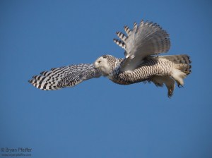 snowy-owl-flight-vt-4dec2017